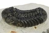 Detailed Austerops Trilobite - Nice Eye Facets #311069-2